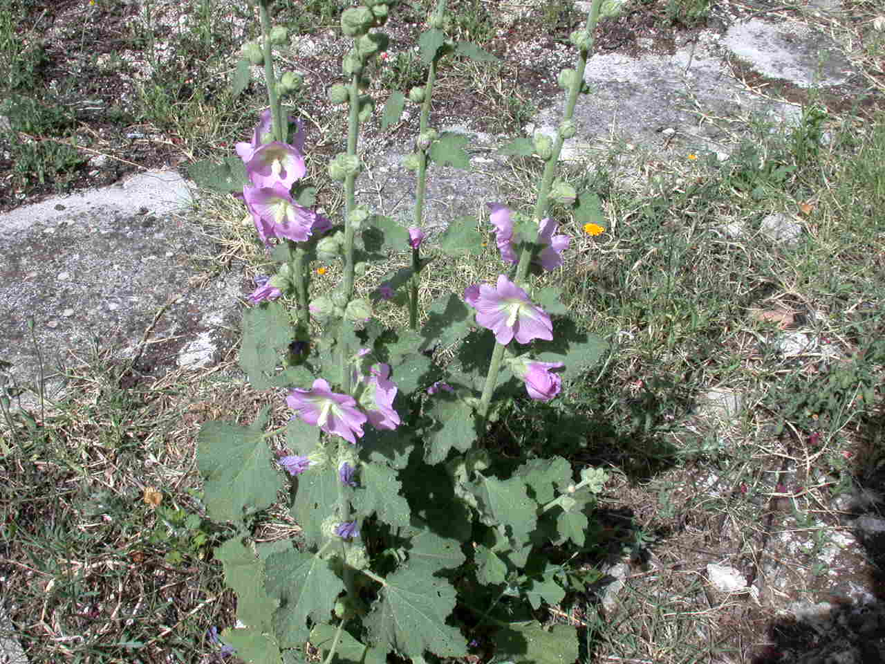 Alcea biennis / Malvone bienne